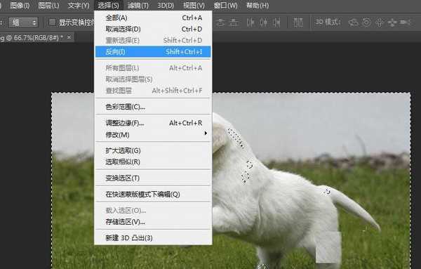 photoshop cs6使用快速蒙版抠图抠出草地上的狗狗